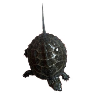 日本石龟杂草龟杂乌龟苗活体宠物招财家养小乌龟中华草龟日石头苗