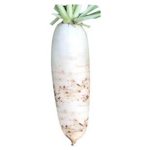 寿禾春白玉大白萝卜种子秋季四季菜种菜籽蔬菜籽种种植孑长种籽