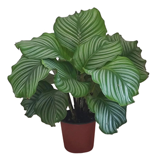 青苹果竹芋盆栽室内新房去甲醛绿植好养活四季水培植物天鹅绒海芋