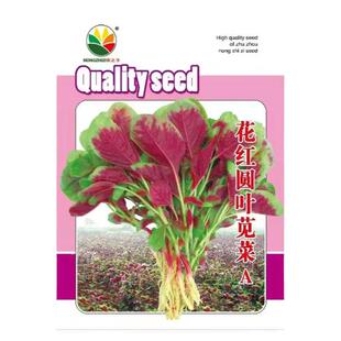 苋菜种籽红苋菜种子汉菜籽种圆叶苋菜小尖叶苋菜苋菜种籽大全种孑