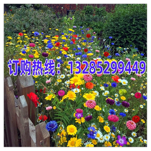 野花组合种子开花波斯菊格桑花花种易活花籽庭院室外花种籽子