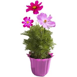 波斯菊花格桑花种子种籽子七彩四季开花易活花籽庭院野花组合种孑