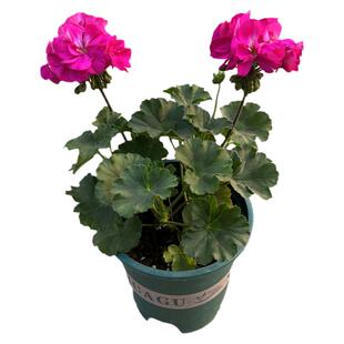 重瓣天竺葵盆栽花苗庭院阳台四季开花不断洋绣球耐养花卉植物带花