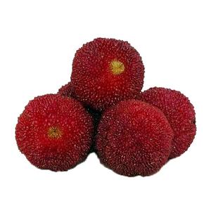 新鲜杨梅冷冻冰冻速冻杨梅泡酒仙居东魁杨梅孕妇水果3斤包邮