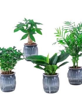 绿植四件套发财树九里香栀子花