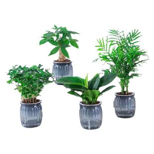 【水培绿植四件套】发财树金钻九里香栀子花富贵竹桌面小盆栽植物