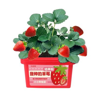 儿童种植小花农加大盆原装种子