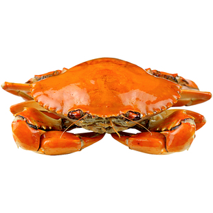 青蟹鲜活特大全母红膏蟹红鲟螃蟹黄油蟹蝤蠓肉蟹大青蟹海鲜礼盒