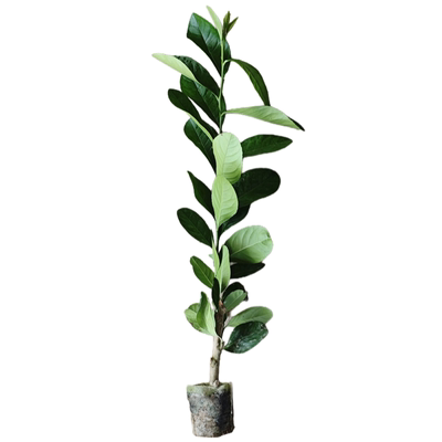 正宗广东香水柠檬树无籽四季结果