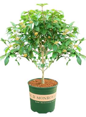 桂花盆栽丹桂金桂阳台庭院植物