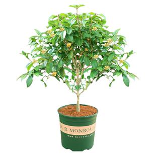桂花树苗盆栽浓香型四季庭院地栽金桂矮桩室内花卉好养易活小盆景