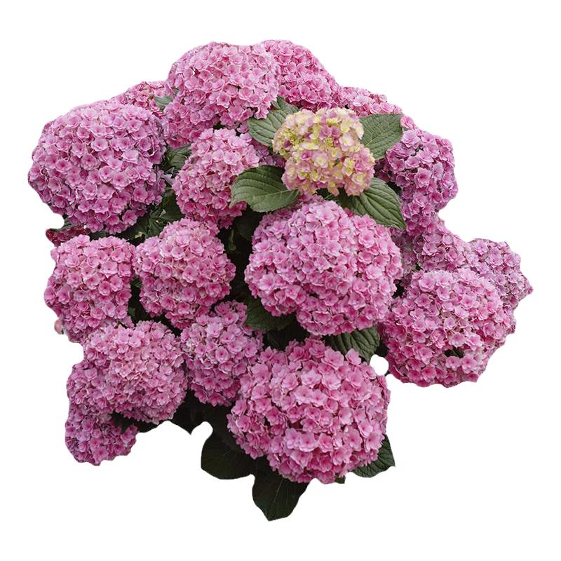 种花王大爷 大花绣球花苗阳台庭院花卉耐寒植物趣味美观