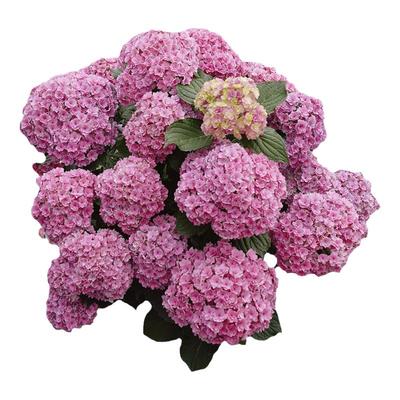种花王大爷大花绣球花苗