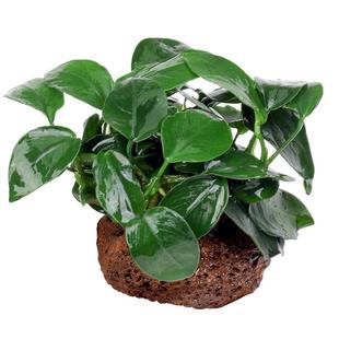 鱼缸活体水草植物真草水培蜈蚣装饰阴性净化水火山石生态造景全套