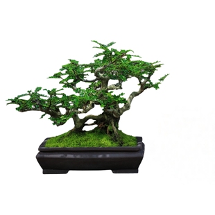 清香胡椒木老桩造型基地盆景盆栽一物一拍室外庭院室内外耐寒植物