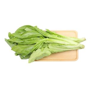 【小汤山】油麦菜 约250g 新鲜蔬菜当天采摘北京农场顺丰到家