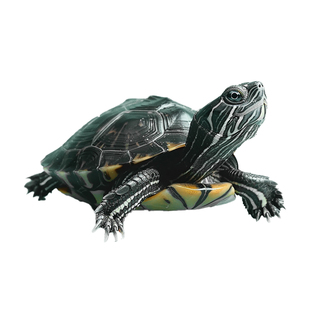 外塘金线小乌龟活物中华草龟宠物活体观赏龟家养水龟长寿墨龟苗子