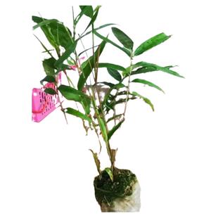 耐寒毛竹楠竹苗大型楠竹竹苗食笋用竹绿植竹子盆栽四季竹苗