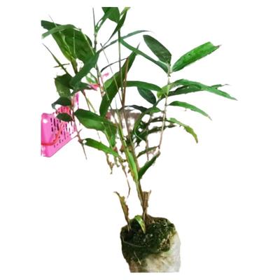 耐寒毛竹楠竹苗大型楠竹竹苗食笋用竹绿植竹子盆栽四季竹苗