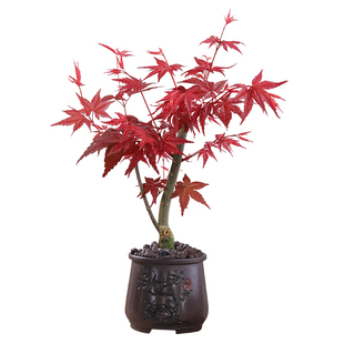 红枫盆景四季红室内植物小盆栽老桩耐寒观叶红舞姬好养活树苗绿植