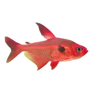 红衣梦幻扯旗鱼玫瑰扯旗鱼热带鱼淡水观赏鱼小型草缸群游鱼易饲养