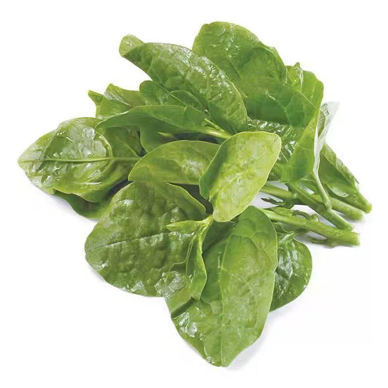 大叶木耳菜种籽孑圆叶木耳菜苗
