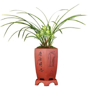 浓香兰花春兰九仙牡丹黄金牡丹天彭牡丹室内客厅庭院桌面绿植花卉