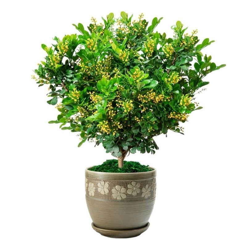 带花苞香水米兰花盆栽花卉植物四季开花浓香好养老桩盆景驱蚊绿植