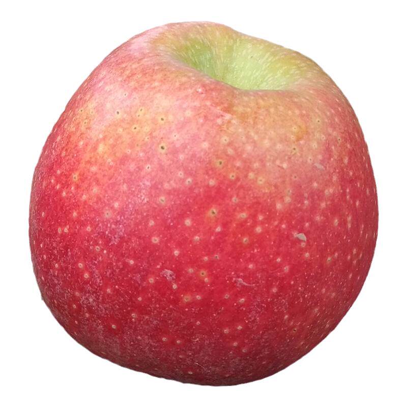 微瑕疵秦冠丑苹果小果绵甜粉面沙甜刮泥老树红秦观孕妇宝宝辅食