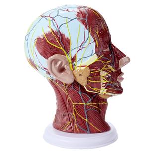 人体头部肌肉矢状切面解剖血管神经大脑头浅表医学美容微整形模型