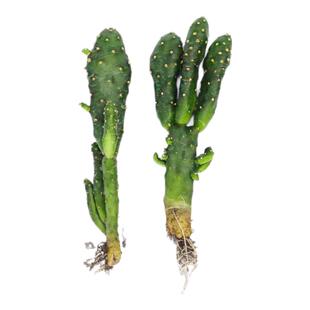 光棍树膨彭珊瑚树摇钱树招财手多肉植物办公室内盆栽绿植容易成活