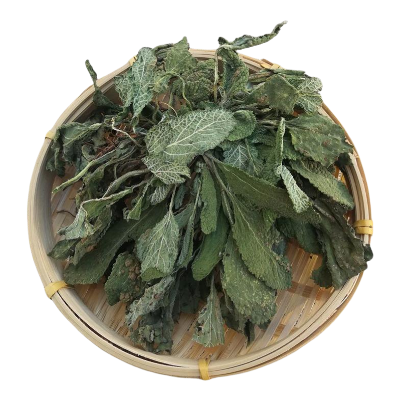 现挖新鲜蛤蟆草癞蛤蟆菜蟾蜍草蛤蟆皮棵草荔枝草皱皮草雪见草