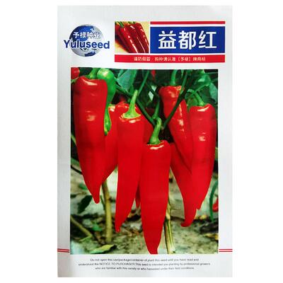 益都红种子阳台盆栽庭院蔬菜香辣