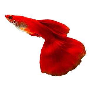 精品全红孔雀鱼凤尾淡水易繁殖耐活体好养纯种胎生观赏鱼小型热带