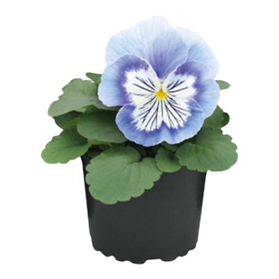 进口三色堇种子崭新猫咪/青花瓷Cats Plus Marina阳台盆栽春秋播