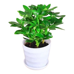 八方来财鸭脚木盆栽四季常青桌面防辐射花卉盆景发财树苗摇钱树