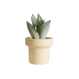 DOLV 豆绿 白玉虎皮兰 北欧风ins网红小清新绿植室内耐阴家居盆栽