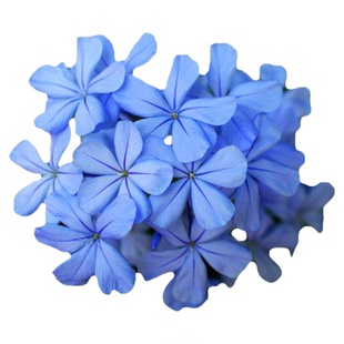 海蒂的花园旗舰店蓝雪花盆栽大苗棒棒糖阳台屋顶庭院易种花卉植物