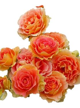 乐队庭院阳台花卉盆栽绿植物