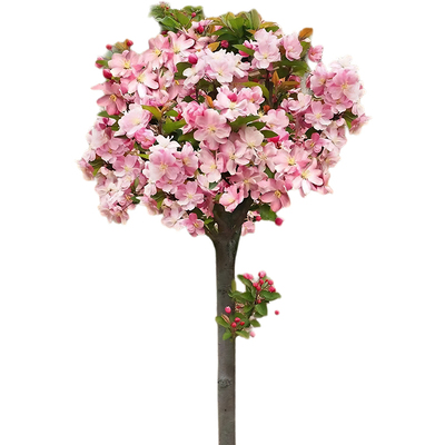 耐寒开花西府海棠树苗庭院地栽