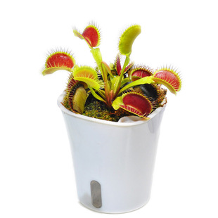 B52捕蝇草小虫草堂食虫草植物盆栽大嘴超大型巨夹驱蚊草室内吃虫