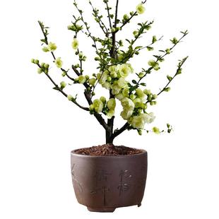 绿宝石海棠花盆栽彩玉海棠老桩长寿冠红色海棠盆景垂丝树苗阳台花