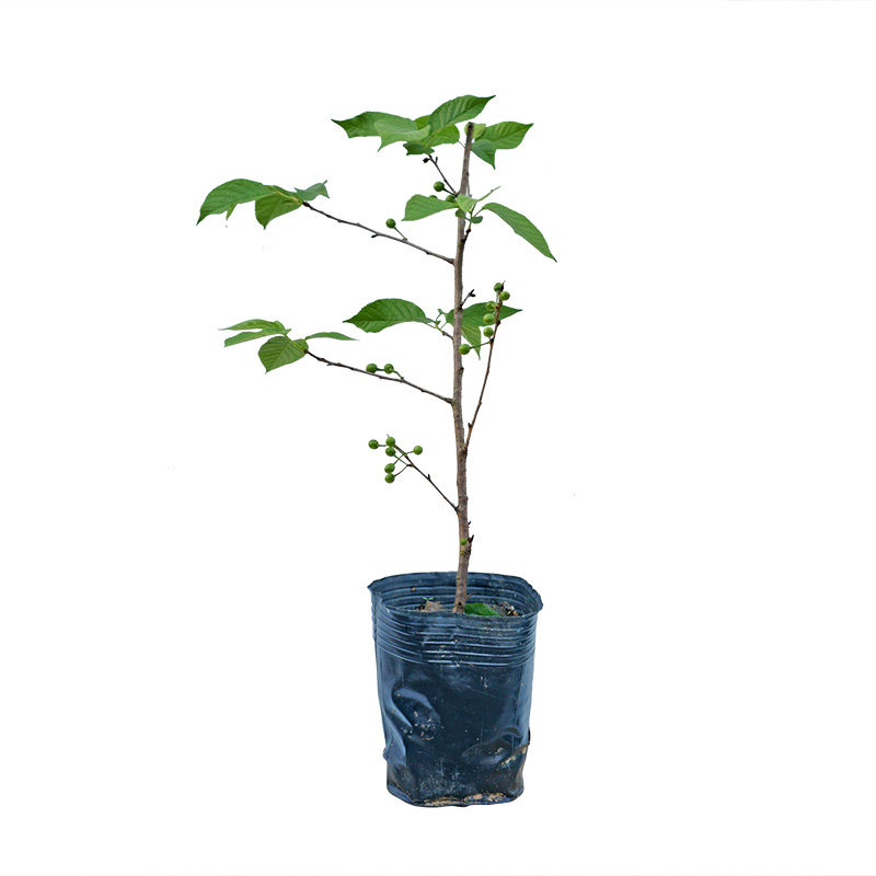 樱桃苗南方种车厘子树苗大樱桃树黑珍珠樱桃红妃盆栽种植当年结果