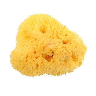 希腊进口天然丝柔海绵绘画用吸水海绵擦笔特殊肌理制作清洗工具