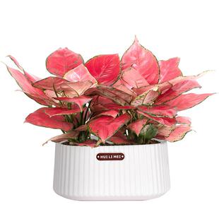 吉利红水培植物如意皇后大颗客厅办公室内好养桌面四季花卉小盆栽