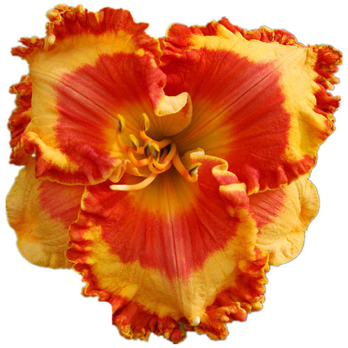 新品多花色欧洲进口大花萱草多年生耐寒宿根植物裸根盆栽地栽耐热