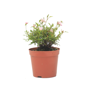 水苔球野草日式创意盆栽苔玉苔藓球观叶绿植桌面茶台摆件拇指盆景