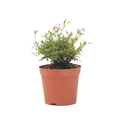 野草苔藓球桌面苔藓球水培蕨类