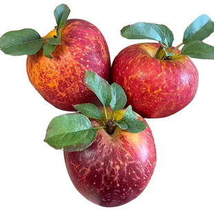 【爆甜】正宗丑苹果冰糖心当季红富士新鲜苹果水果一整箱包邮批发