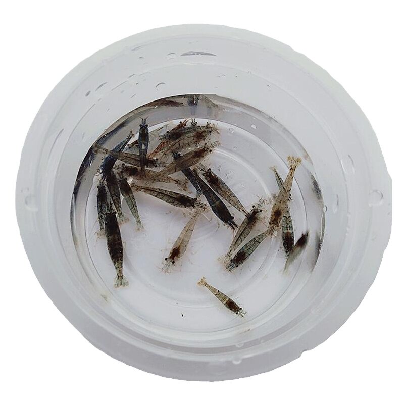 黑壳虾除藻虾鱼缸清洁虾工具虾
